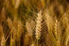field-4306360_1920_pixabay_Anrita1705.jpg