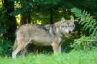 A1_wolf-1583200_Pixel-mixer_pixabay.jpg