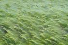 grain-field-7225738_1920_pixabay_matthiasboeckel.jpg