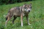 wolf-1514782_1920_pixabay-Marcel_Langthim.jpg