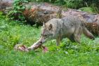 wolf-1583206_1920_pixabay_Marcel_Langthim.jpg