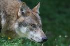 wolf-1583199_1920_pixabay_Marcel_Langthim.jpg