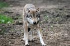 wolf-652364_1920_pixabay_Bernd_Hildebrandt.jpg