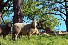 JA_sheep-1335528_1920_pixabay-esiul.jpg