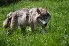 wolf-4304188_1920_pixabay_minka2507.jpg