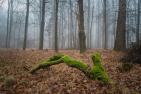 JA_forest-316563_pixabay-PublicDomainPicture.jpg