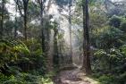 rainforest-4350845_1920_pixabay_Kanenori.jpg