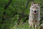 wolf-6319260_1920_pixabay_WFranz_schn.jpg