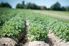 agriculture-2654157_1920_pixabay_-_Wolfgang_Ehrecke_schn.jpg