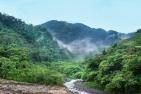 greg_montani_pixabay_jungle-4003374.jpg