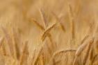 wheat-3241114_1920_pixabay_Candiix.jpg