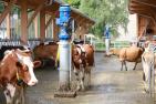 cow-5383227_1920_pixabay_Jai79.jpg