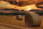 field-6492749_pixabay_Lolame_kl.jpg