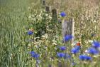 fence-post-5243359_1920_pixabay_Thomas_B..jpg