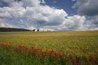 poppy-5773456_1920_pixabay_Wolfgang157.jpg