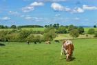livestock-601277_1920_pixabay-stokpic.jpg