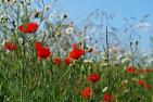 JA_rain-field-1333359_1920_pixabay-kie-ker_-_800.jpg
