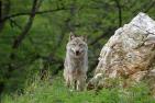 wolf-6319260_1920_pixabay_Franz_W..jpg
