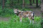wolf-3585218_1920_pixabay-christels.jpg
